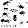 Insects Vector Pack